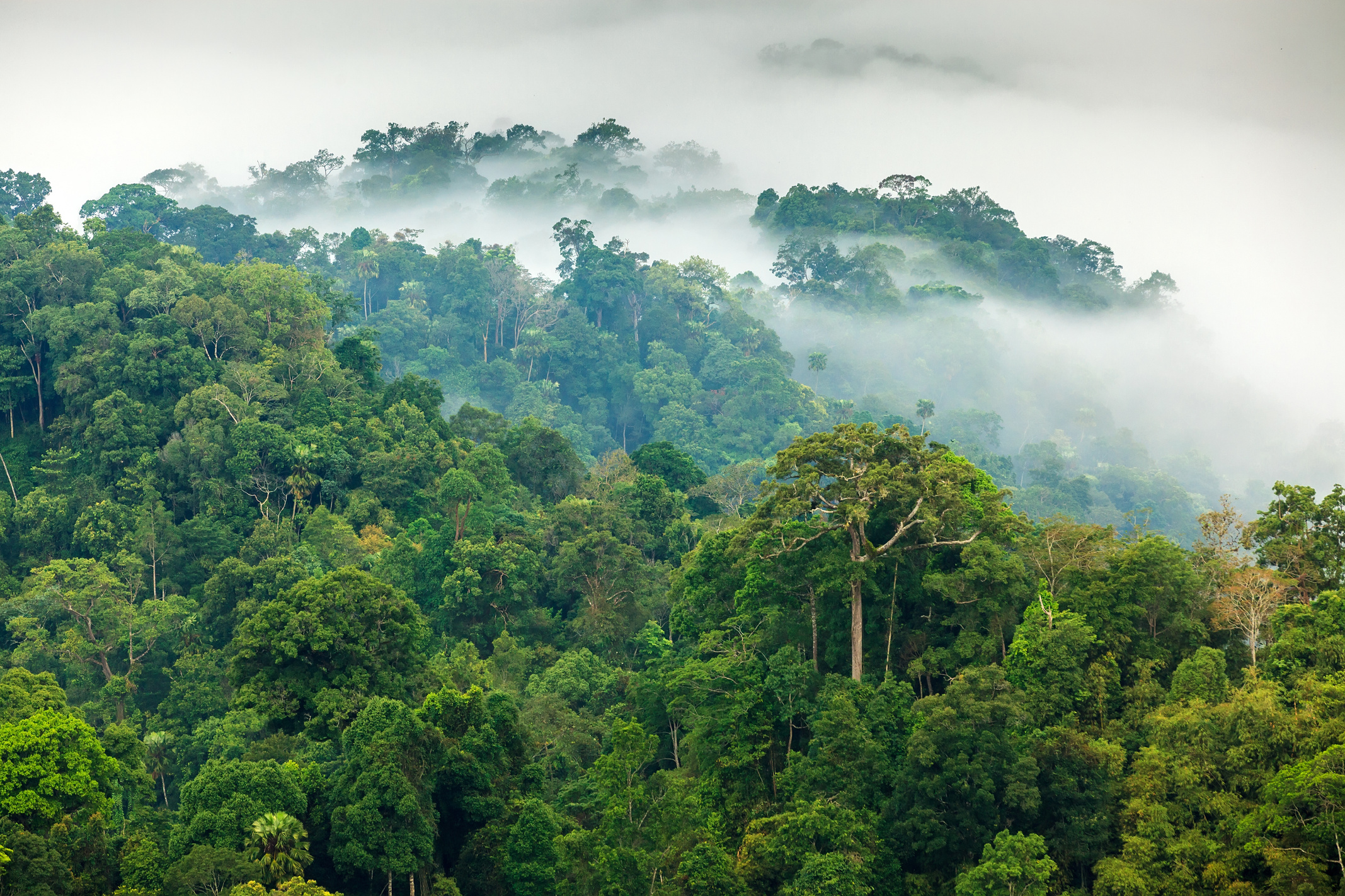 Jungle Morning Fog